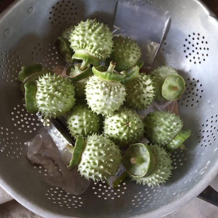 Murah Buah kecubung segar NON COD