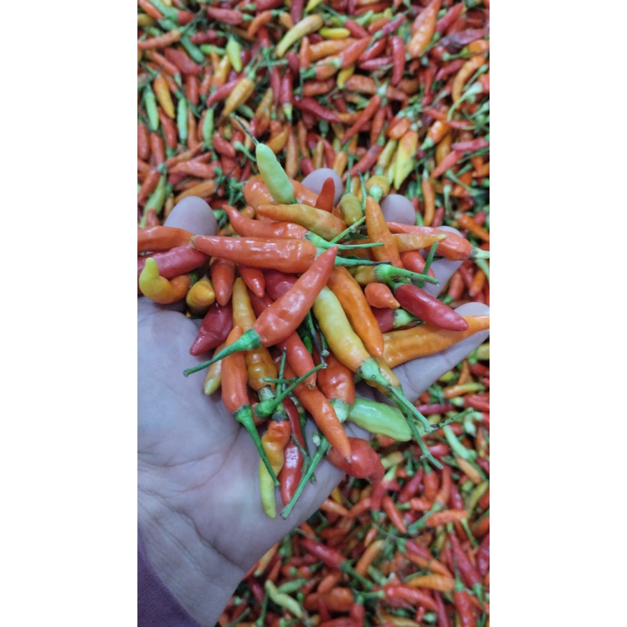 

Cabai Kecil