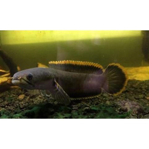 Terbaru Channa Limbata Lawu Size 12 - 20 Cm / Ikan Predator