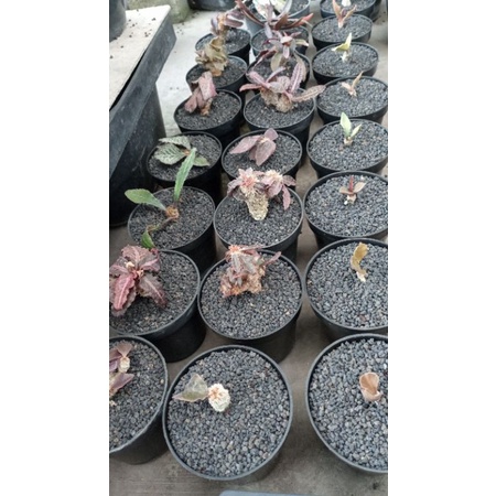 Tanaman co euphorbia paket besar