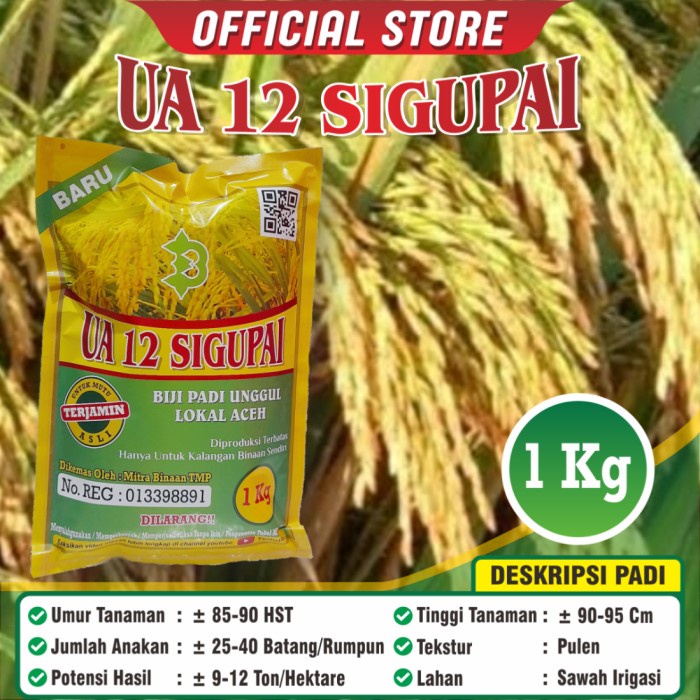 Benih / Bibit Padi UA 12 Sigupai Galur Lokal Aceh