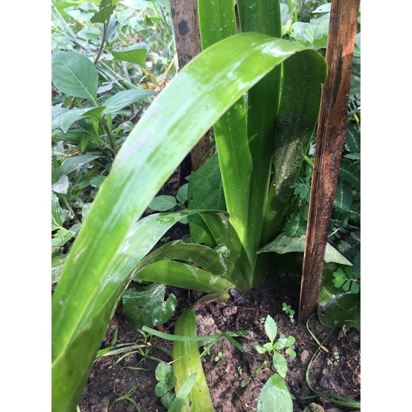 TANAMAN JERANGAU MERAH DAYAK