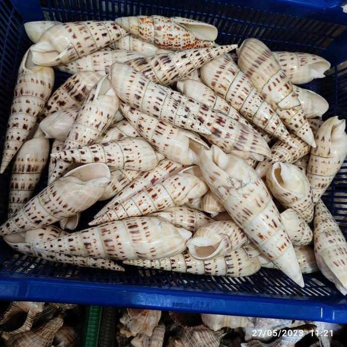 <<<<<] cangkang kerang lepet