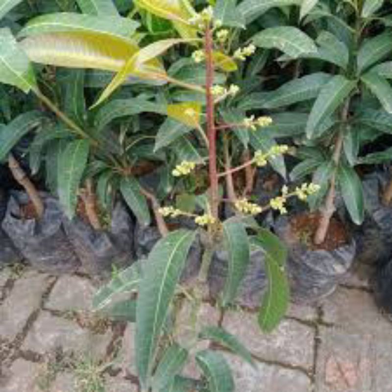 Bibit tanaman mangga Mahatir kondisi berbunga lebat