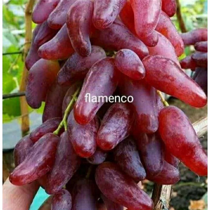 bibit anggur import berkualitas