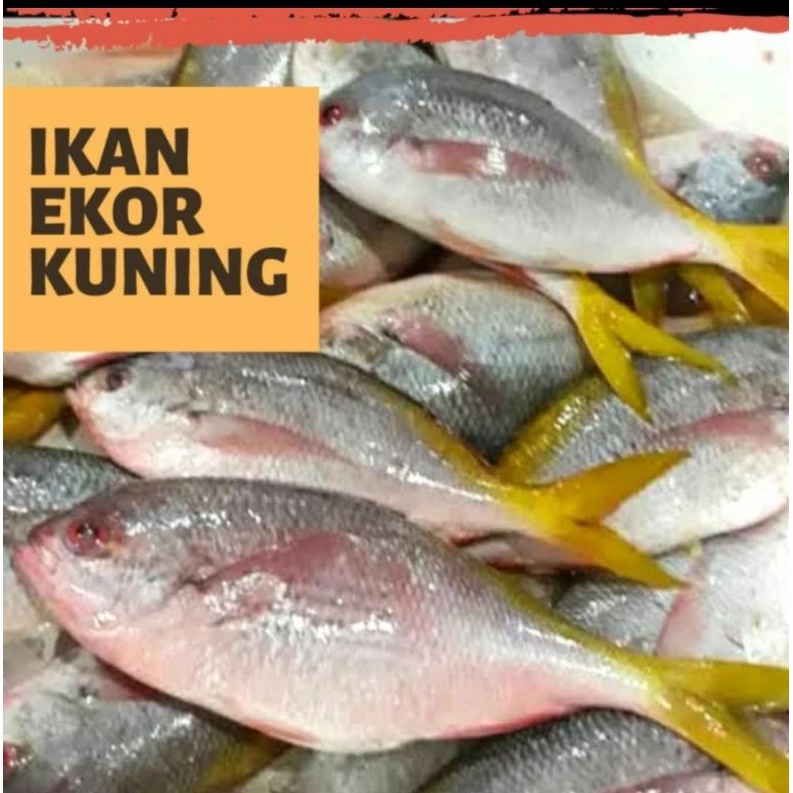 

IKAN EKOR KUNING segar