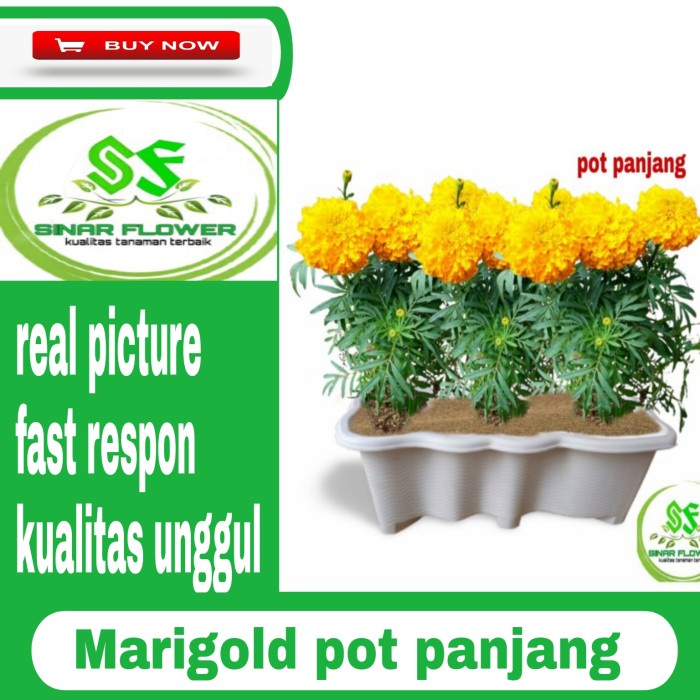 Bunga marigold pot panjang/bunga hias/tanaman marigold di pot panjang