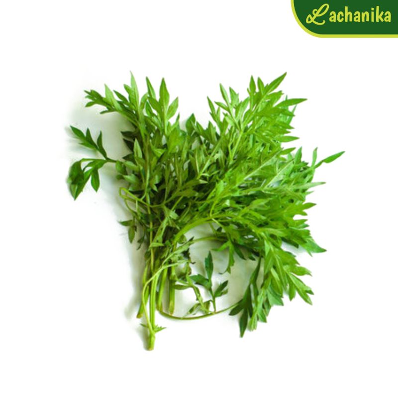 

Daun Kenikir / Sayur Kenikir Perikat