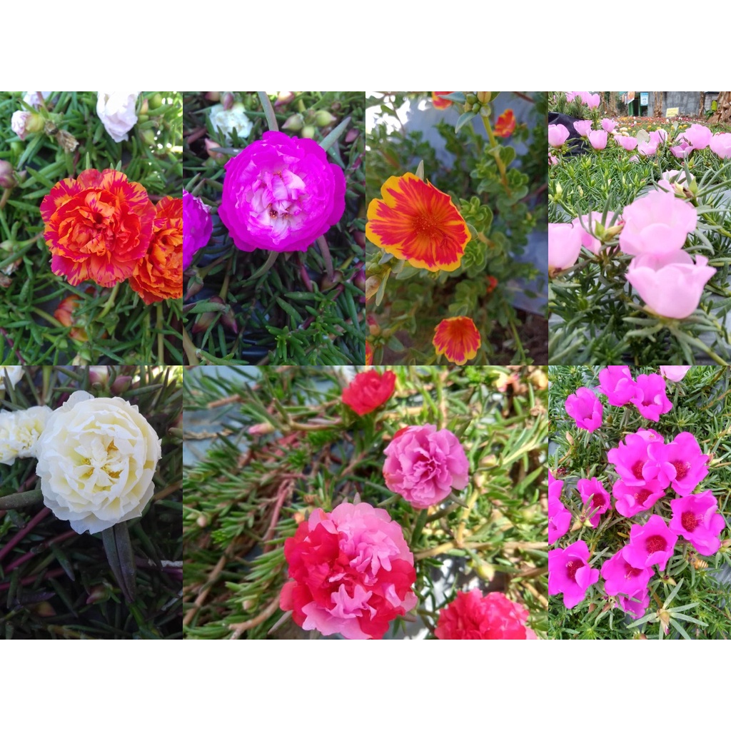 BIBIT BUNGA KROKOT WARNA WARNI KROKOT TUMPUK PER WARNA 7 STEK / MIX  3 WARNA