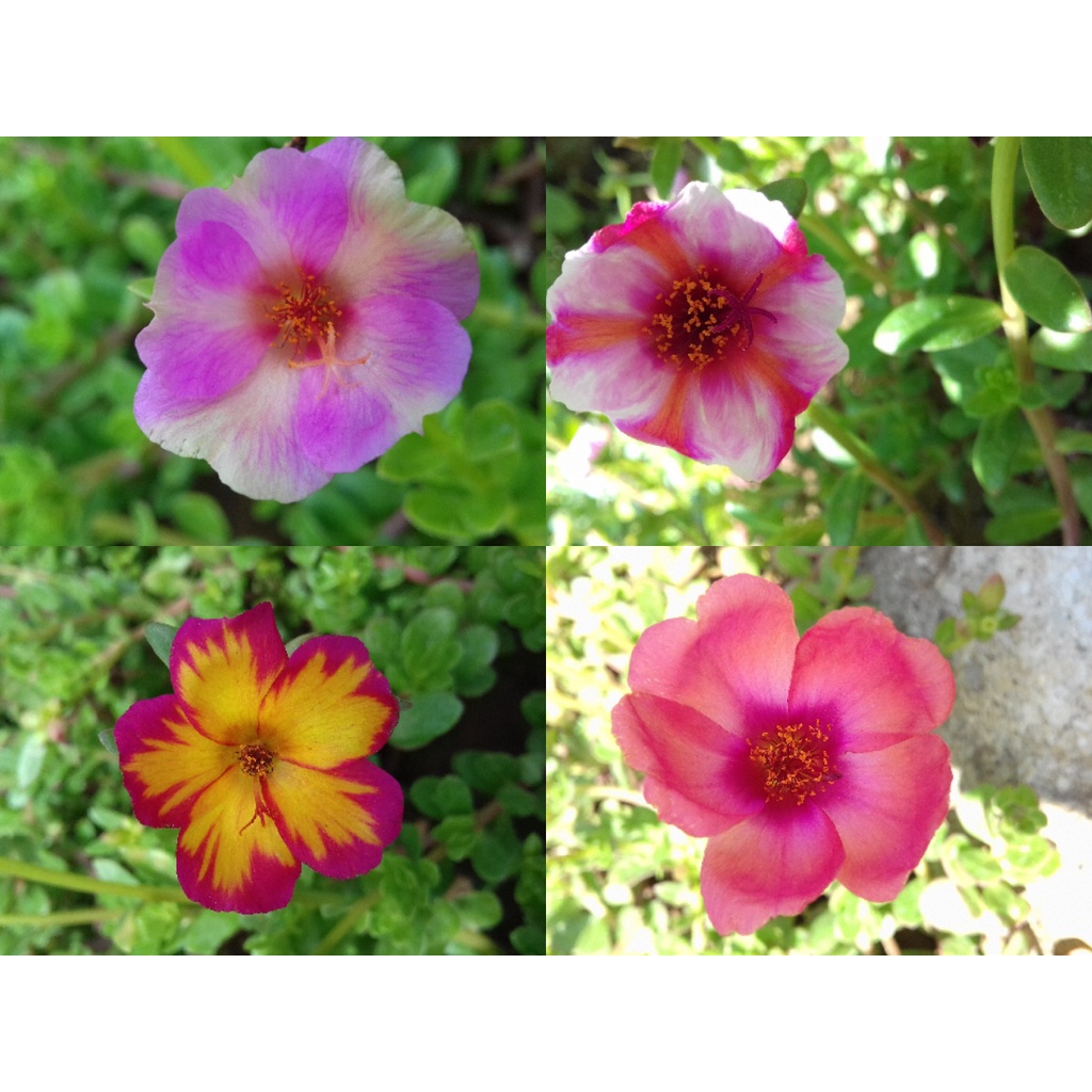 BIBIT BUNGA KROKOT WARNA WARNI KROKOT TUMPUK PER WARNA 7 STEK / MIX  5 WARNA