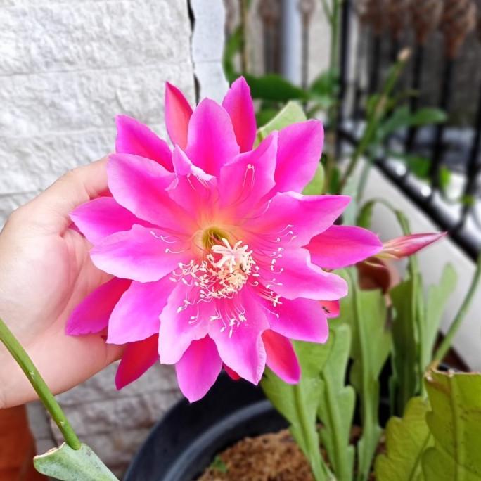 }}}}}}] Tanaman hias bunga Wijaya Kusuma Merah, bibit wijaya kusuma California