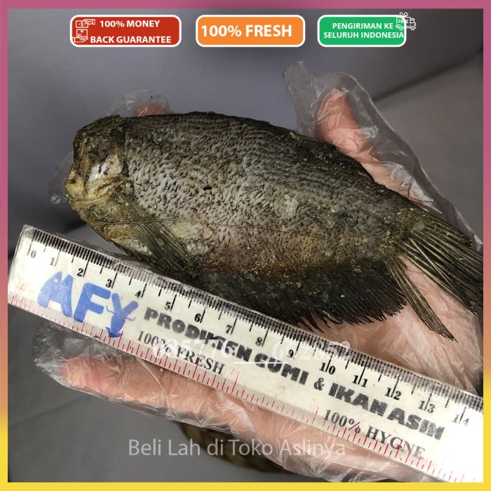 

PROMO Sepat Besar Tanpa Kepala 1Kg 500Gr / Ikan Asin Sepat - 1kg