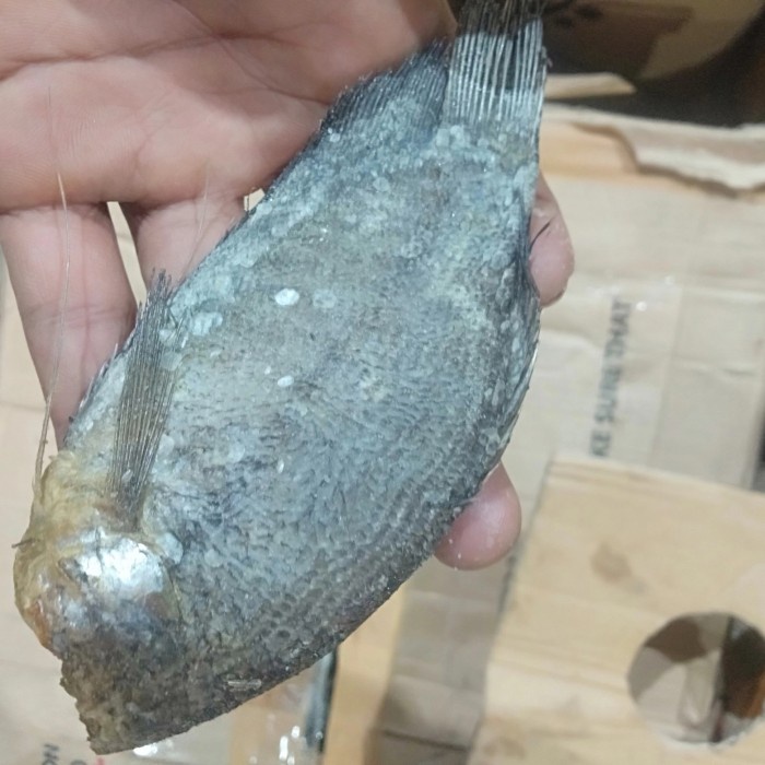 

Ikan Asin Sepat 1kg