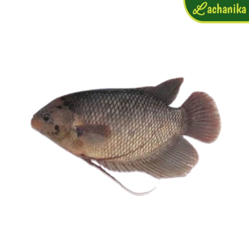 

Ikan Gurame Fresh per Ekor