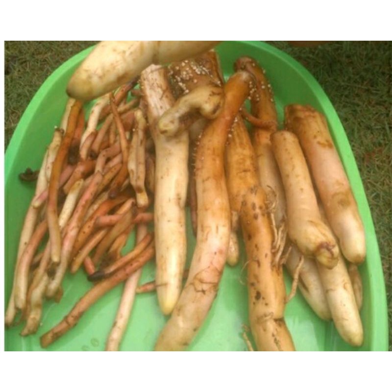 Akar Pinang Obat perkasa pria