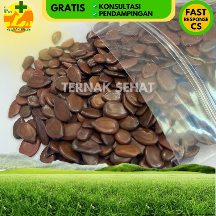 BENIH LAMTORO TARAMBA 1KG - Bibit Hijauan Pakan Ternak Sumber Protein