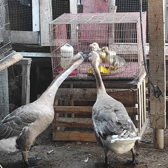 Jual Soang Jual Angsa Dewasa sepasang