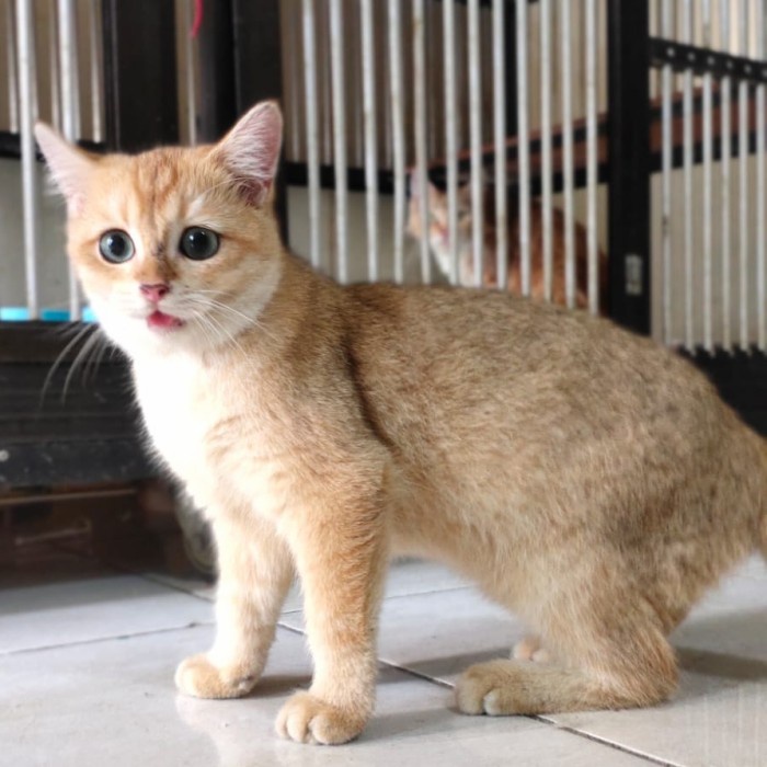 [New] Bsh Scottish Stright Golden Diskon