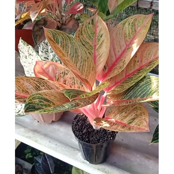 aglonema kresna conon