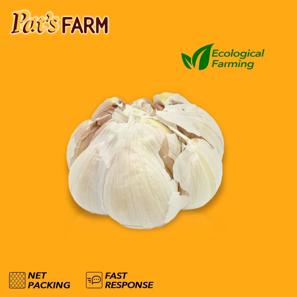 

Bawang Putih Kating (Bonggol)