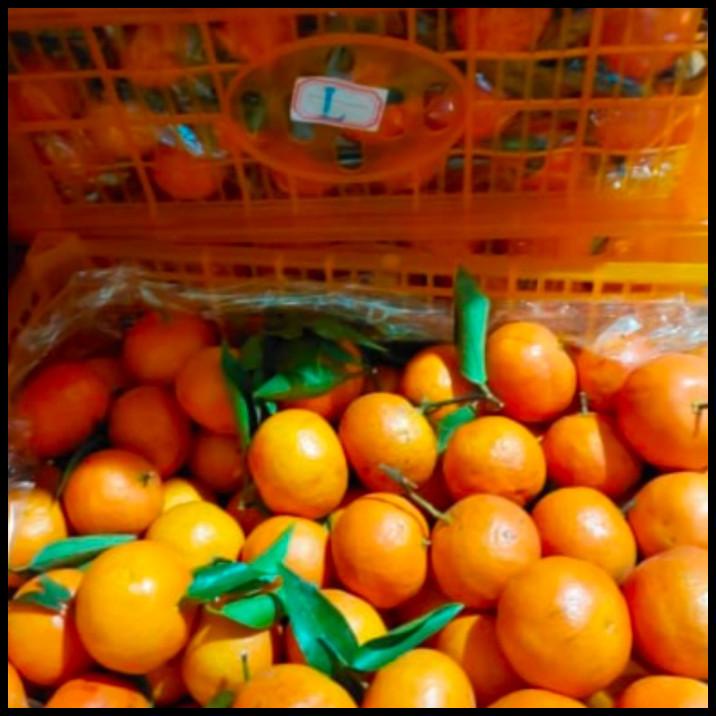 

GRATIS ONGKIR BUAH JERUK SANTANG ORANGE 7 KG/ JERUK FRESH IMPORT/ KADO IMLEK !!!!!!