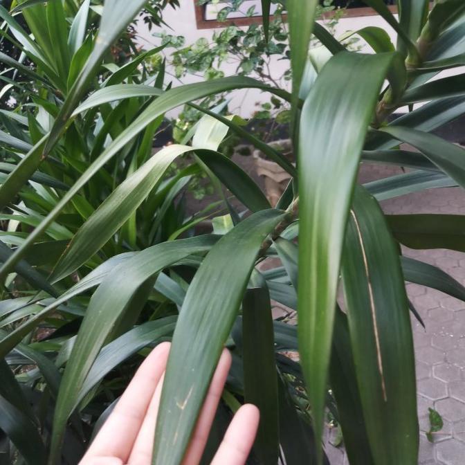 

_^_^_^] Daun suji segar. daun segar. daun hijau