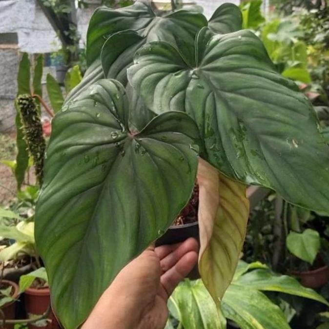 Tanaman hias indoor philodendron plowmanii blackface narrow daun besar Good Quality 718