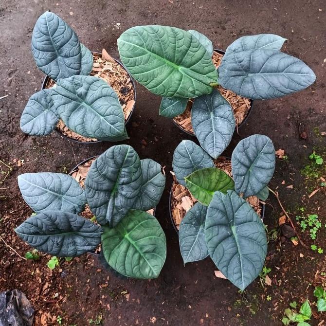 Tanaman Hias Alocasia Maharani - Alocasia Maharani - Alocasia Good Quality 797