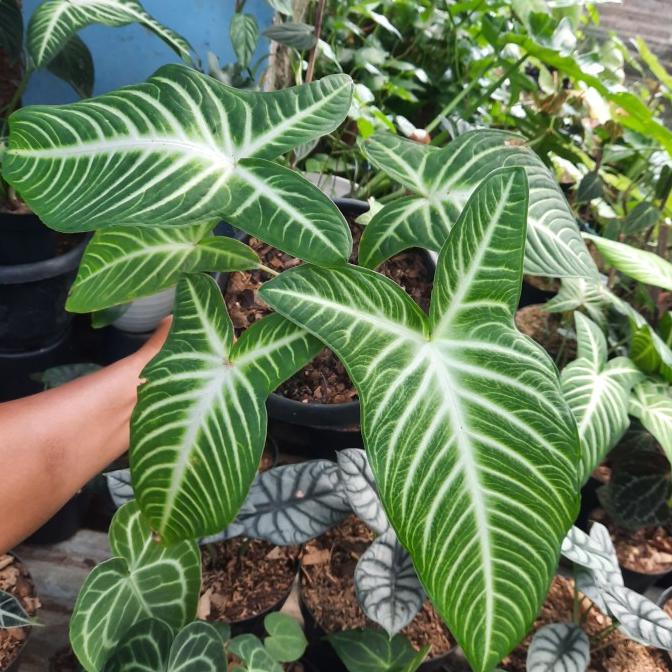 tanaman caladium lindeni antasoma keladi antasoma zebra Good Quality 812