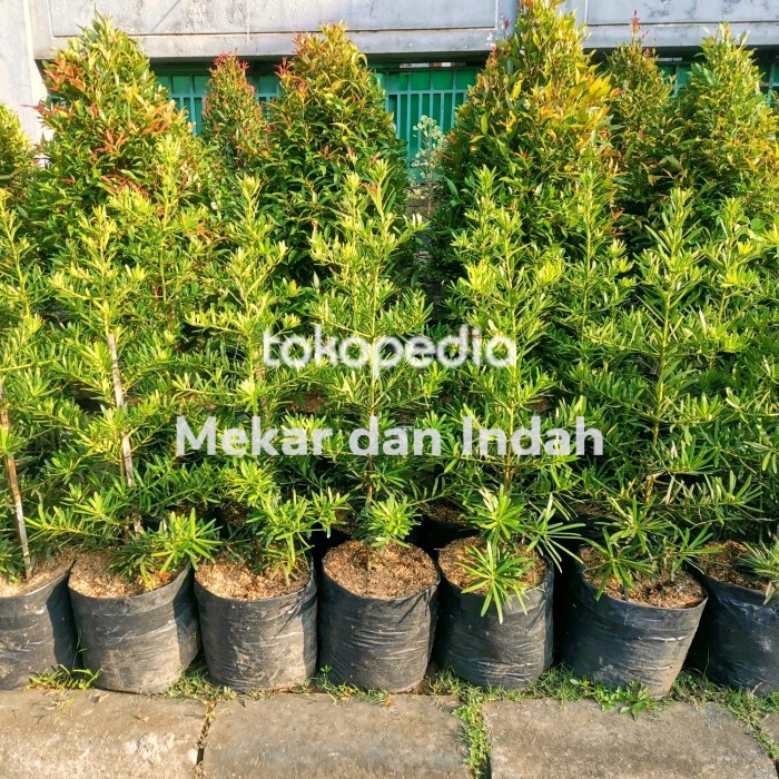 TANAMAN HIAS LOHANSUNG TAIWAN / POHON LOHANSUNG BESAR KUALITAS SATU