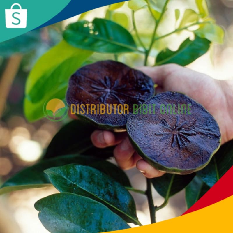 Bibit Black Sapote Jumbo / Sawo Mexico ( Sawo Hitam )