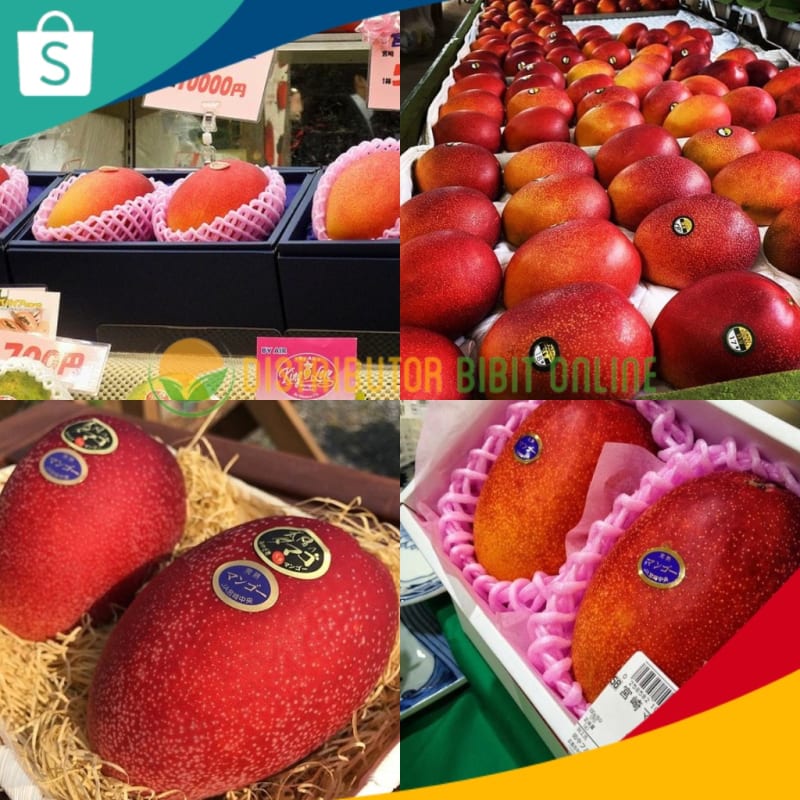 Bibit Tanaman Mangga Miyazaki Cepat Berbunga