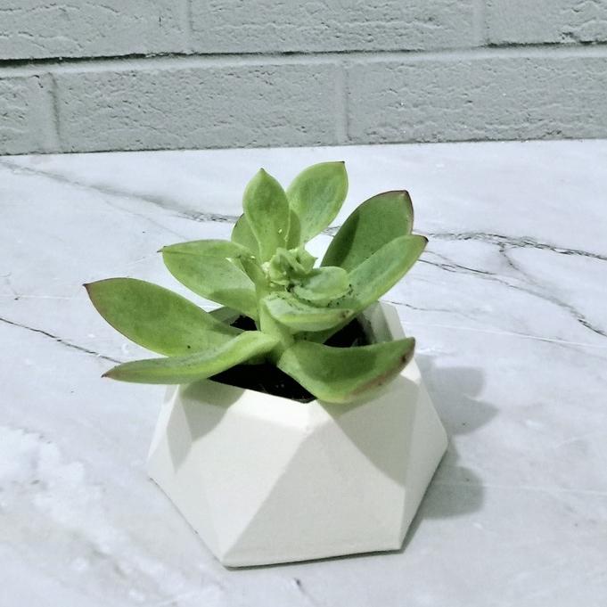 POT DIAMOND + SUKULEN MINI / POT + EDELWEIS