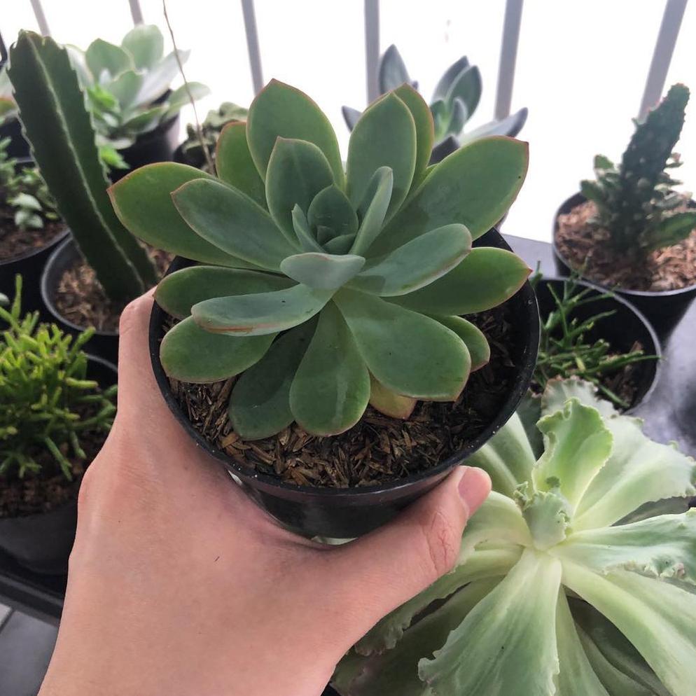 SUKULEN KAKTUS SEDANG (HANYA TANAMAN)