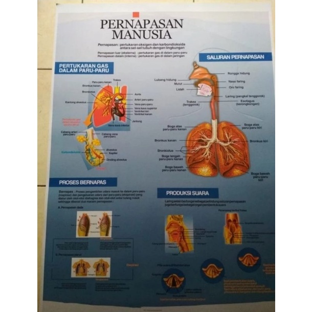 

Gambar Sistem Pernapasan Manusia