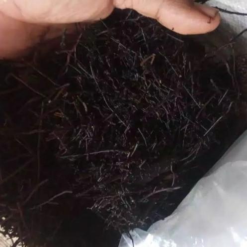 Kekinian - Media Tanam Anggrek dan aglonema Pakis Cacah Fermentasi (1kg) ,,