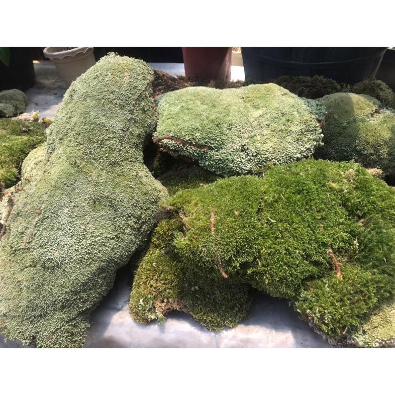 Model Baru media tanam mos hutan lumut pinus kemasan karung 25kg