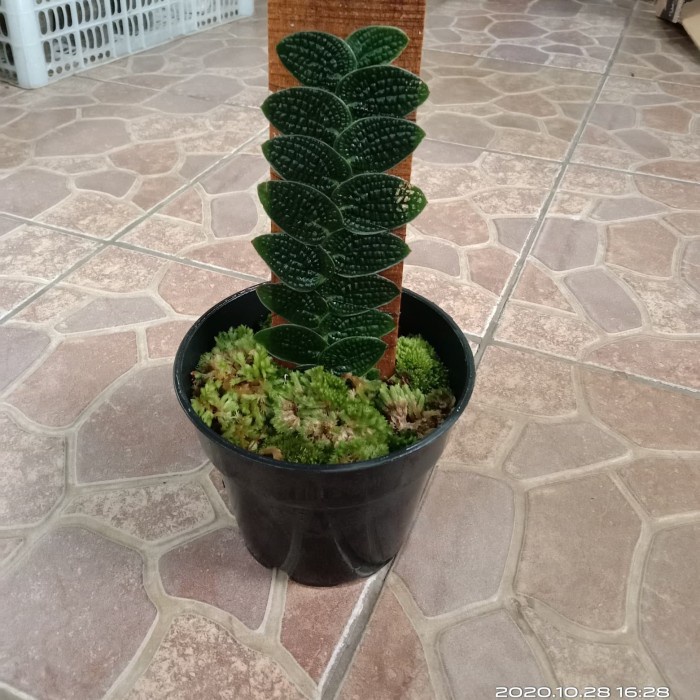 ✨Baru Piper Clypeatum Bisa Sameday