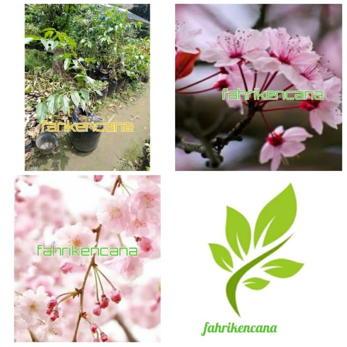 ✨Baru Bibit Pohon Tanaman Bunga Sakura Asli Jepang Bisa Sameday