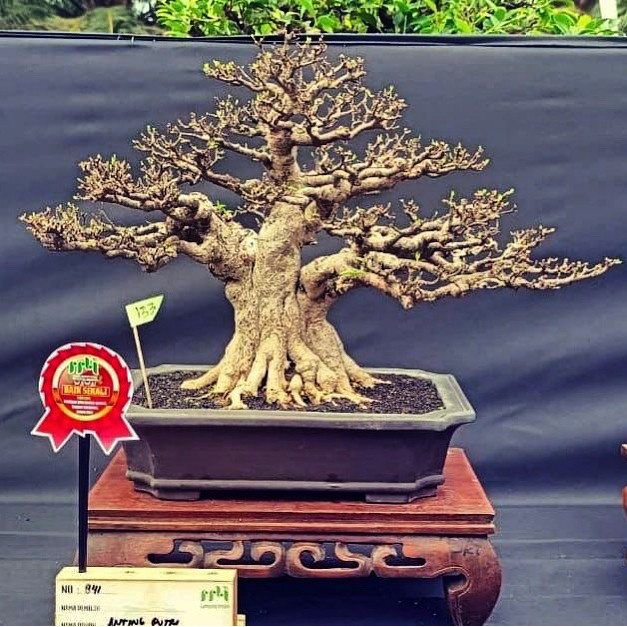 ✨Termurah Bonsai Anting Putri Medium Regional Diskon