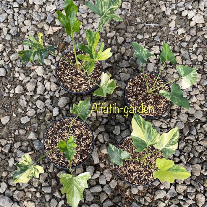 Thaumatophyllum Java Beauty Varigata