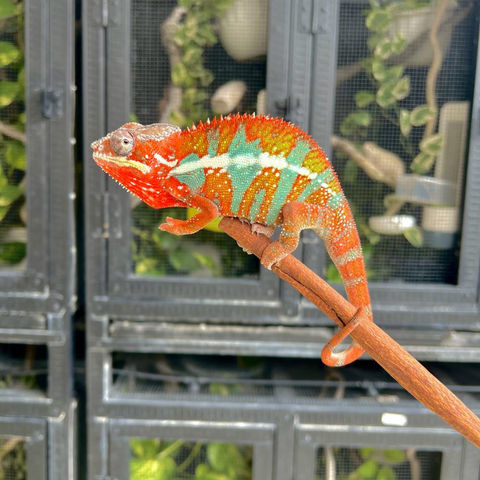 [New Ori] Panther Chameleon Ambilobe Male Yellow Body Blue Bar Terbatas