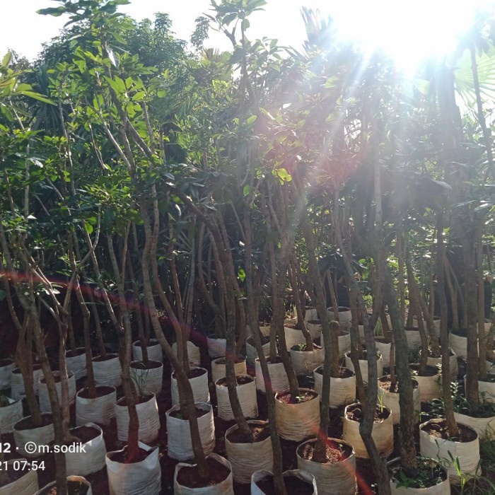 [Original] Pohon Tabebuya Rosea Bunga Merah Tingi 2 Meter Sengah Diskon