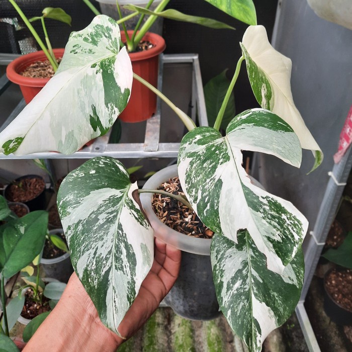 [New Ori] Monstera Variegata Albo Marble Terbaru