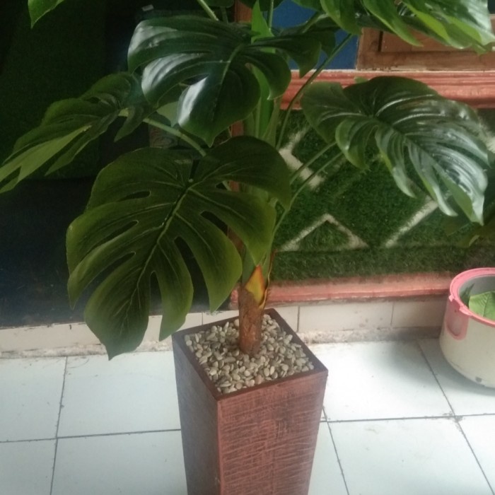 [New Ori] MonsteraPot Tinggi 80Cm Berkualitas