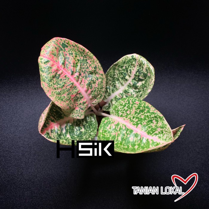 [New Ori] Aglonema Shinta Terbatas