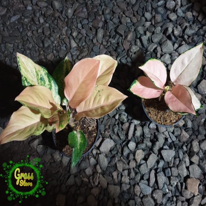 [New Ori] Paket Tanaman Hias Aglaonema - Aglonema Kochin Sutra Dan Golden Love Diskon