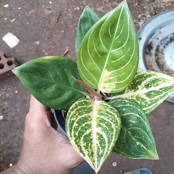 [New Ori] Aglonema Maeswara Bisa Gojek