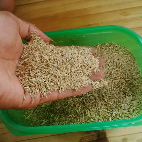 Benih Biji Rumput Gajah Mini - Bibit Rumput Gajah Mini