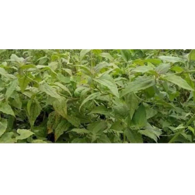 

DAUN BALAKACIDA SEGAR 1KG/KIRINYUH / KISTA / KANGKER SERVIKS / JANTUNG / MAAG AKUT
